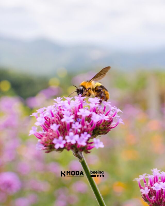 Veronica Bovo, Chief Sustainability Officer, tells @b_eeing about how sustainability has become a strategic asset for HModa’s business model and the path taken by the Group to integrate sustainability into its corporate culture, through concrete actions and long-term strategies. A tangible example of this commitment is represented by the participation in the Bee The Change programme, with the adoption of 13 hives distributed in various Italian regions. This project, which reflects the company’s core values, is inspired by the collaboration and balance typical of a beehive, and aims not only to safeguard the ecosystem, but also to strengthen the link between business, environment and people. 

For the interview - Link in Bio

#Beethechange #Beeing #beehives #sustainability #HModaGroup
